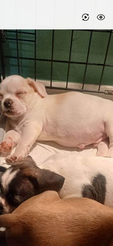 French Bulldog puppies for sale in Coleraine, County Londonderry – 7 weeks old