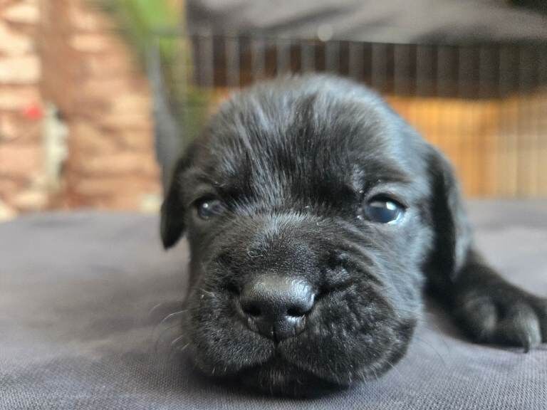 Frenchie Puppies For Sale