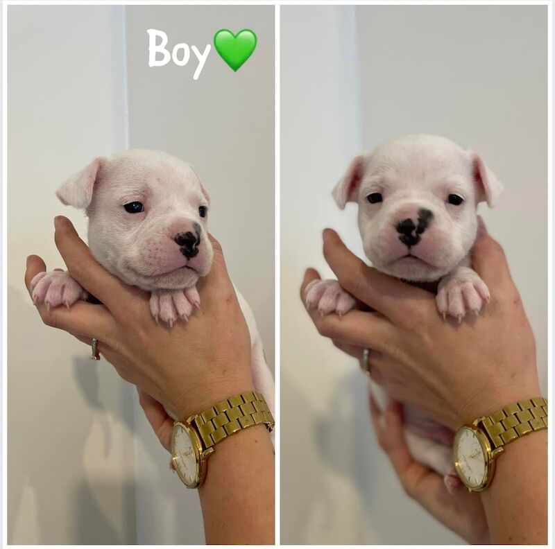 French Bulldog puppies for sale in Sheffield, South Yorkshire – 2 years old - Image 3 of 12