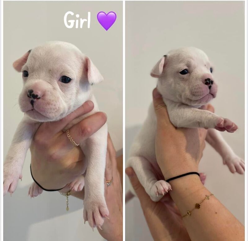 French Bulldog puppies for sale in Sheffield, South Yorkshire – 2 years old - Image 4 of 12