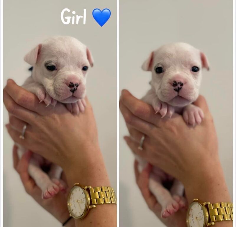 French Bulldog puppies for sale in Sheffield, South Yorkshire – 2 years old - Image 6 of 12