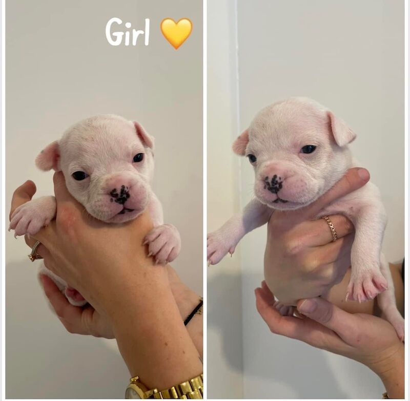 French Bulldog puppies for sale in Sheffield, South Yorkshire – 2 years old - Image 2 of 12