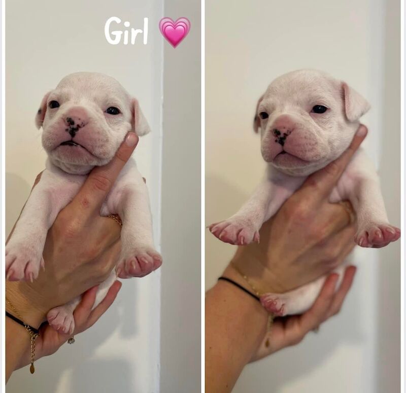 French Bulldog puppies for sale in Sheffield, South Yorkshire – 2 years old - Image 5 of 12