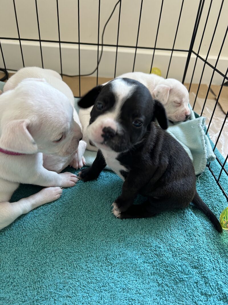 French Bulldog puppies for sale in Sheffield, South Yorkshire – 2 years old - Image 7 of 12