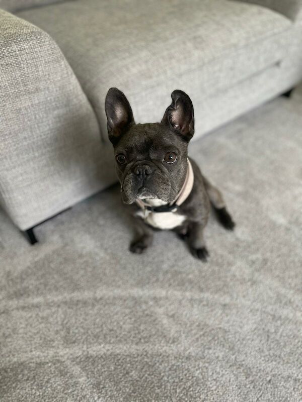 French Bulldog puppies for sale in Sheffield, South Yorkshire – 2 years old - Image 8 of 12