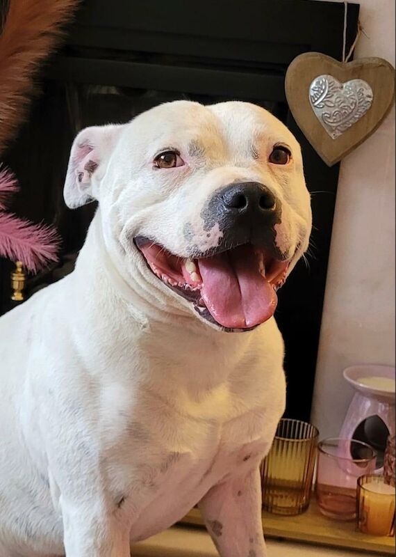 French Bulldog puppies for sale in Sheffield, South Yorkshire – 2 years old - Image 9 of 12