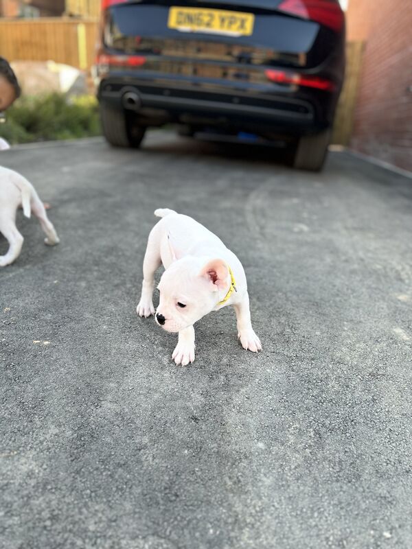 French Bulldog puppies for sale in Sheffield, South Yorkshire – 2 years old - Image 10 of 12