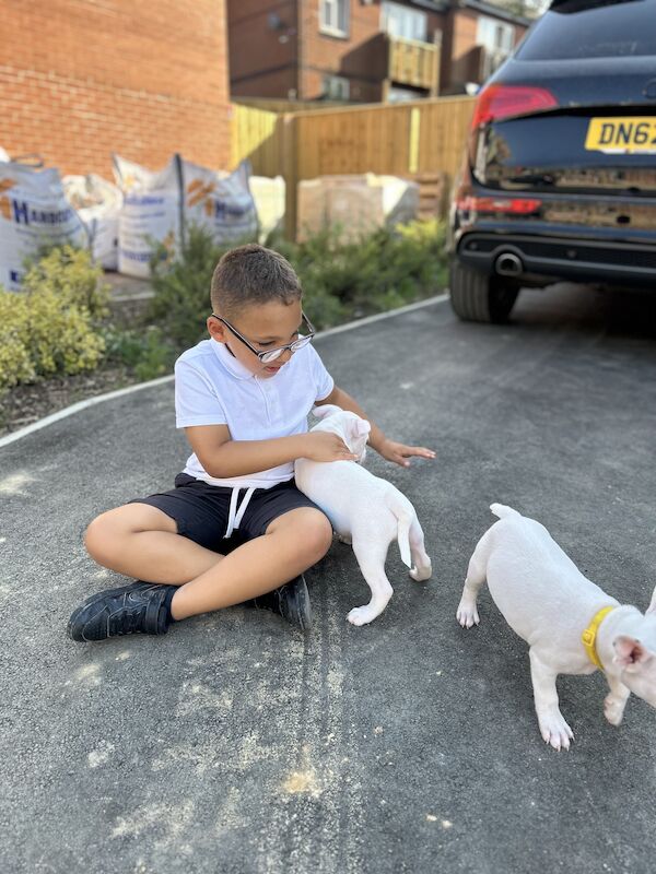 French Bulldog puppies for sale in Sheffield, South Yorkshire – 2 years old - Image 11 of 12