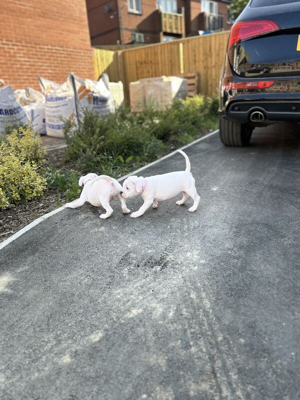 French Bulldog puppies for sale in Sheffield, South Yorkshire – 2 years old - Image 12 of 12