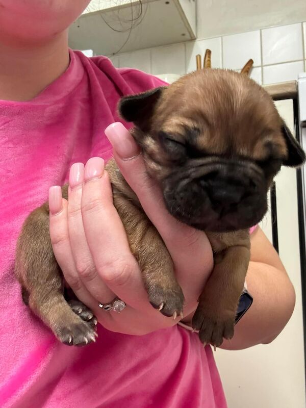 French Bulldog puppies for sale in Wednesbury, West Midlands – 1 year old