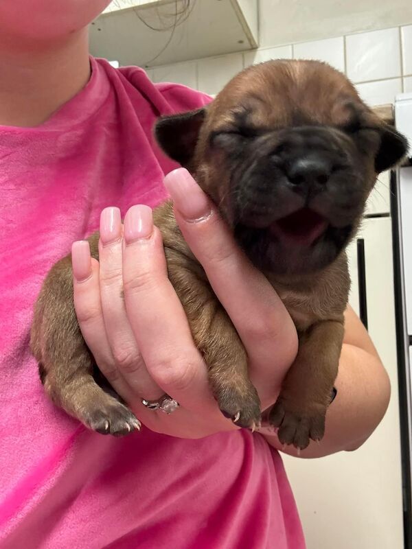 Frenchie X staffy pups (fraffy) for sale in Wednesbury, West Midlands | Image 2