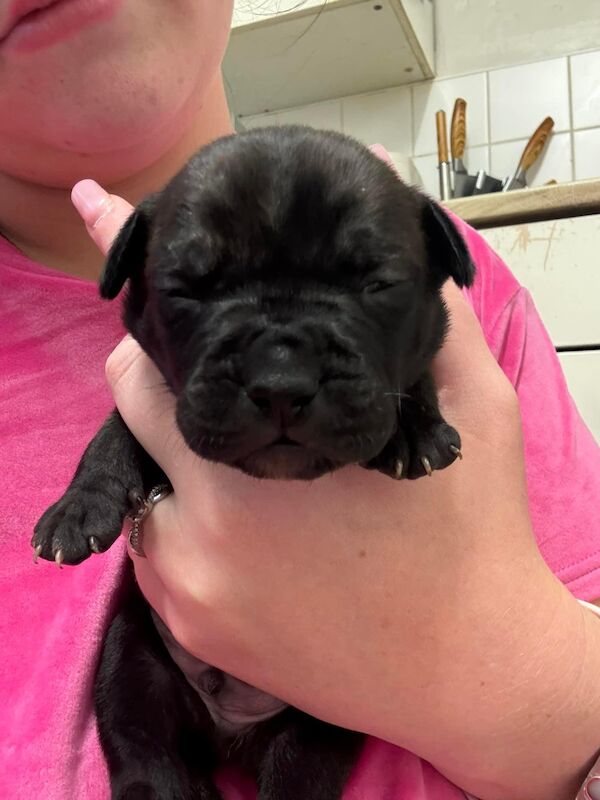 Frenchie X staffy pups (fraffy) for sale in Wednesbury, West Midlands | Image 3