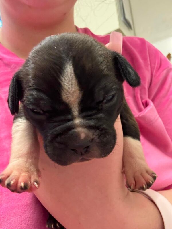 Frenchie X staffy pups (fraffy) for sale in Wednesbury, West Midlands | Image 4