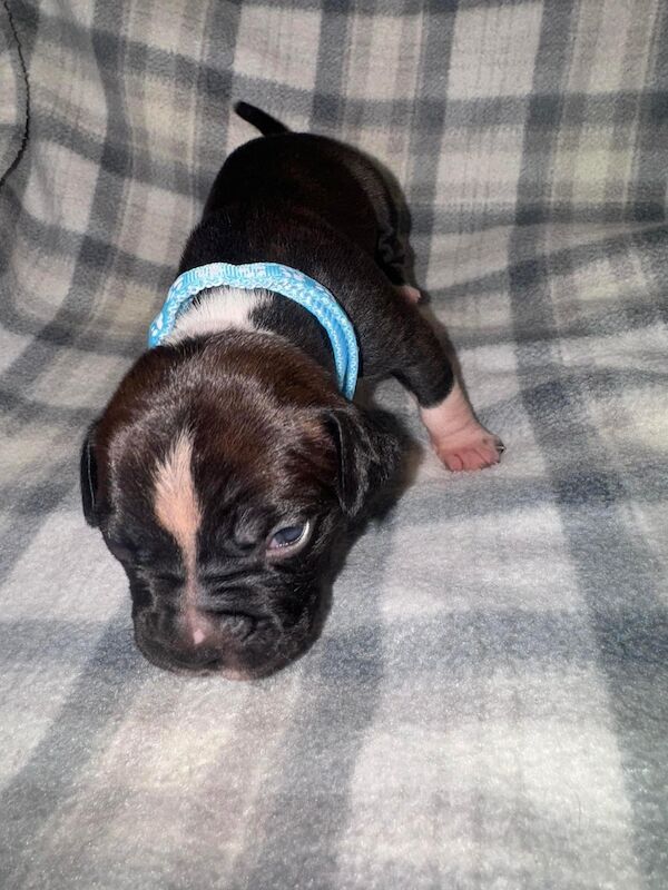 French Bulldog puppies for sale in Wednesbury, West Midlands – 1 year old - Image 5 of 15