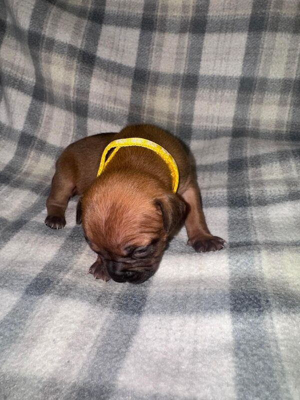 French Bulldog puppies for sale in Wednesbury, West Midlands – 1 year old - Image 6 of 15