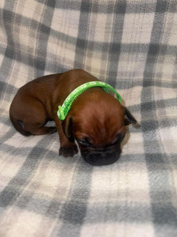 French Bulldog puppies for sale in Wednesbury, West Midlands – 1 year old - Image 7 of 15