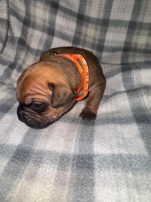 French Bulldog puppies for sale in Wednesbury, West Midlands – 1 year old - Image 8 of 15