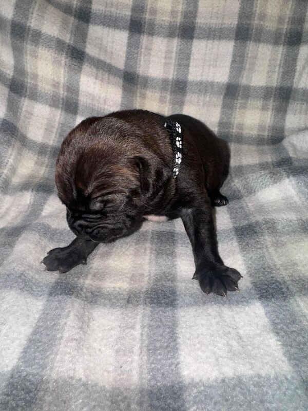 French Bulldog puppies for sale in Wednesbury, West Midlands – 1 year old - Image 9 of 15
