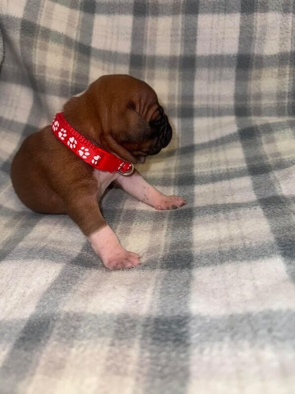 French Bulldog puppies for sale in Wednesbury, West Midlands – 1 year old - Image 10 of 15