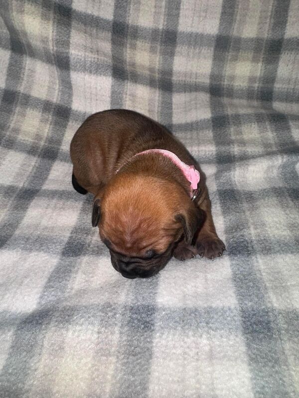 French Bulldog puppies for sale in Wednesbury, West Midlands – 1 year old - Image 11 of 15