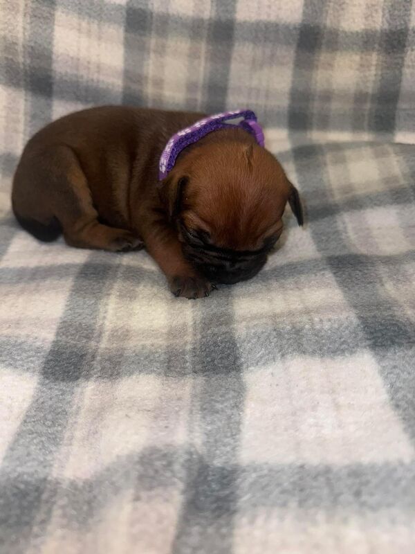 French Bulldog puppies for sale in Wednesbury, West Midlands – 1 year old - Image 12 of 15