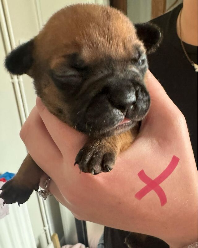 French Bulldog puppies for sale in Wednesbury, West Midlands – 1 year old - Image 13 of 15