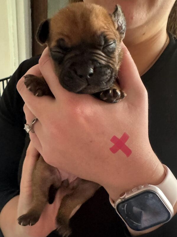 French Bulldog puppies for sale in Wednesbury, West Midlands – 1 year old - Image 15 of 15