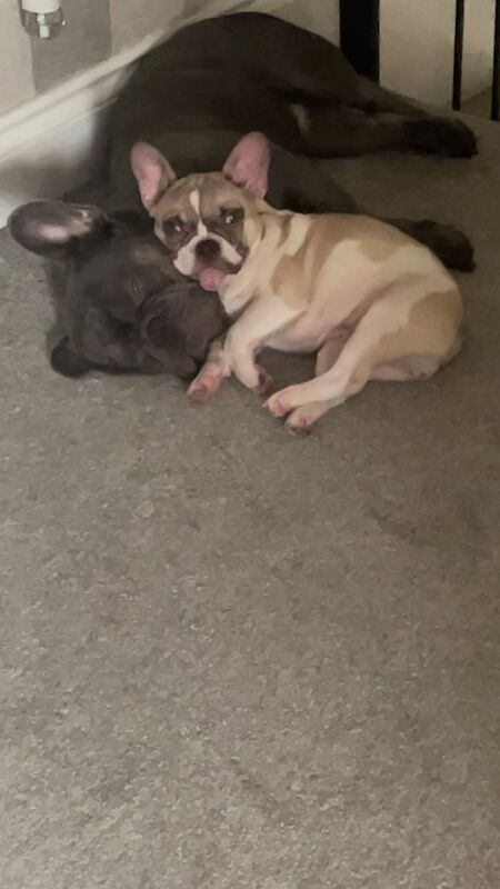 French Bulldog puppies for sale in Basildon, Essex – 1 year old - Image 2 of 3