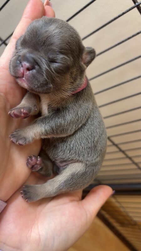 French Bulldog puppies for sale in Doncaster, South Yorkshire – KC registered, 2 weeks old