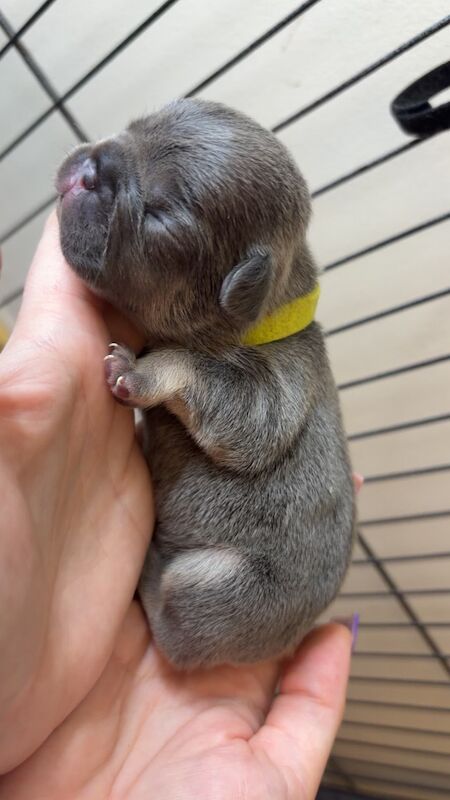 Frenchies - Image 2 of 14