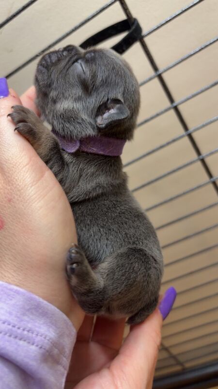 Frenchies - Image 3 of 14