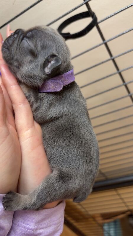 Frenchies - Image 4 of 14