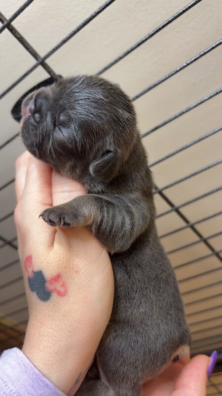 Frenchies - Image 5 of 14