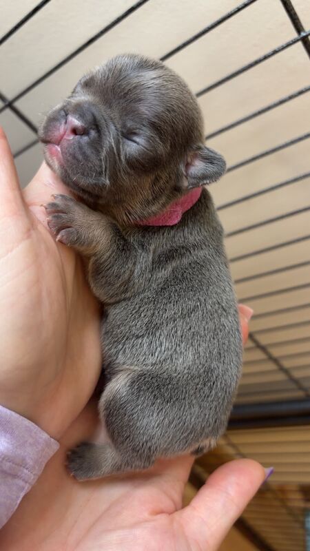 Frenchies - Image 6 of 14