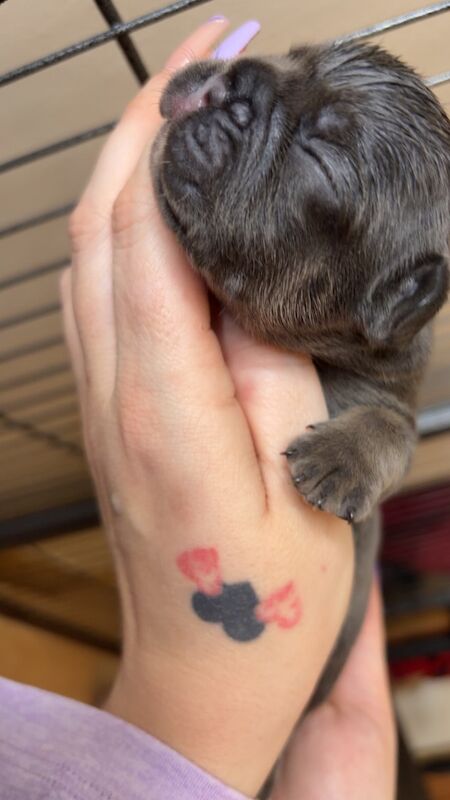 Frenchies - Image 7 of 14