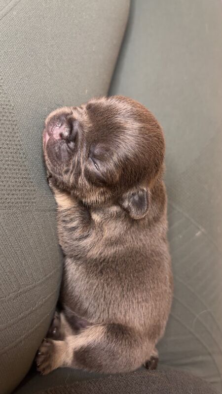 Frenchies - Image 8 of 14