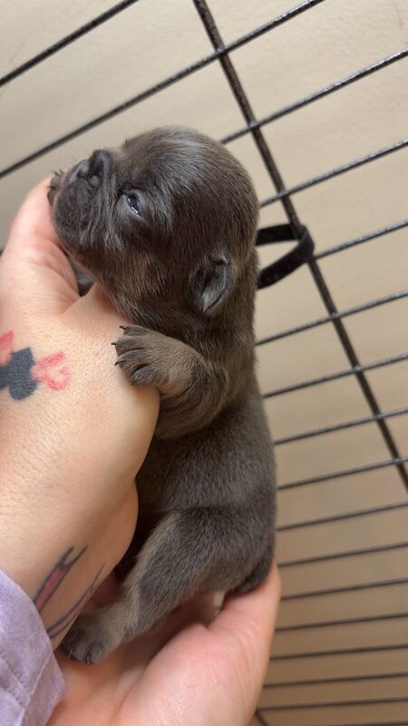 Frenchies - Image 9 of 14