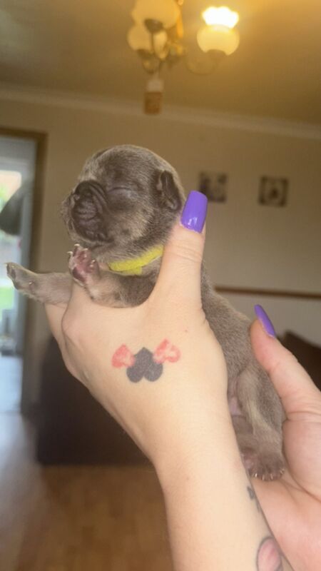 Frenchies - Image 10 of 14