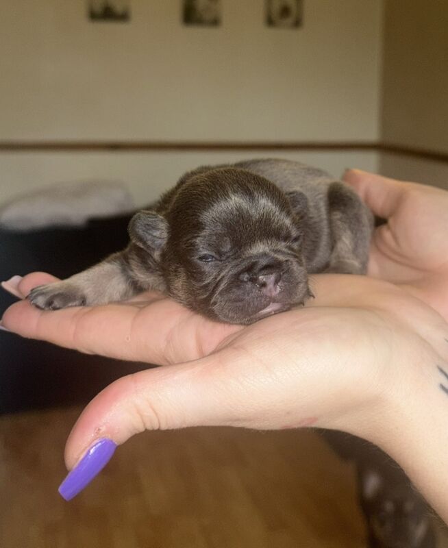 Frenchies - Image 11 of 14