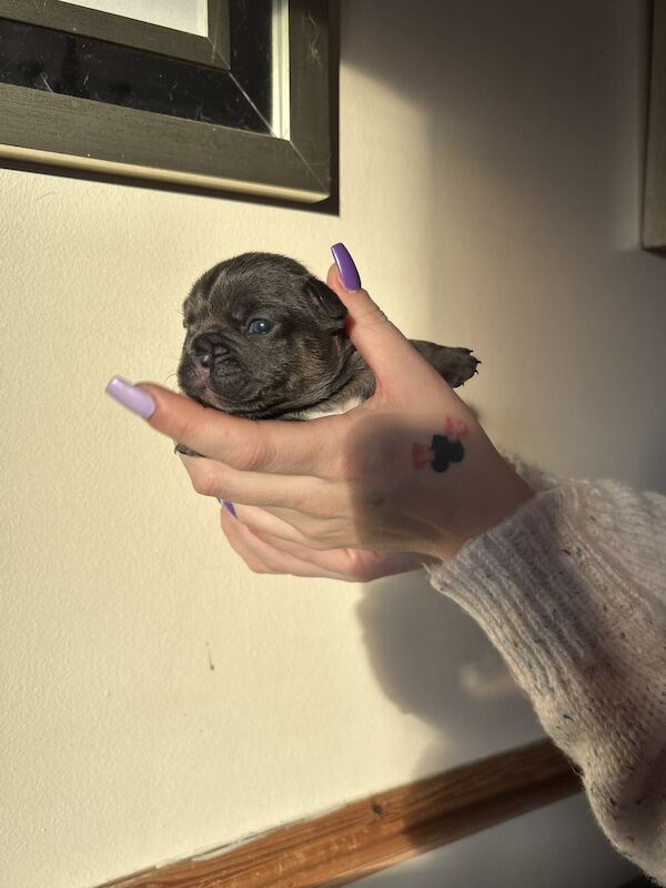 Frenchies - Image 12 of 14