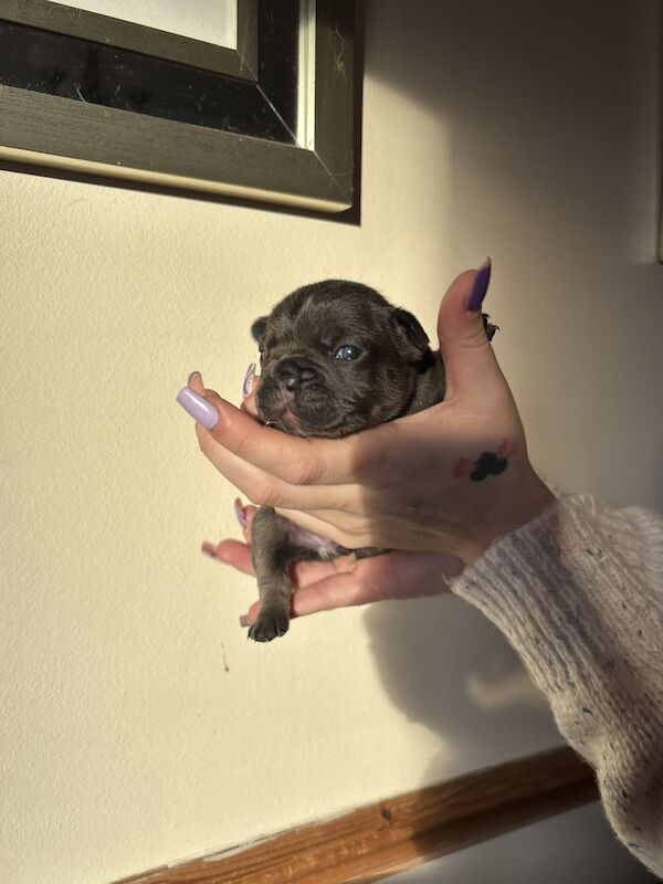 Frenchies - Image 13 of 14