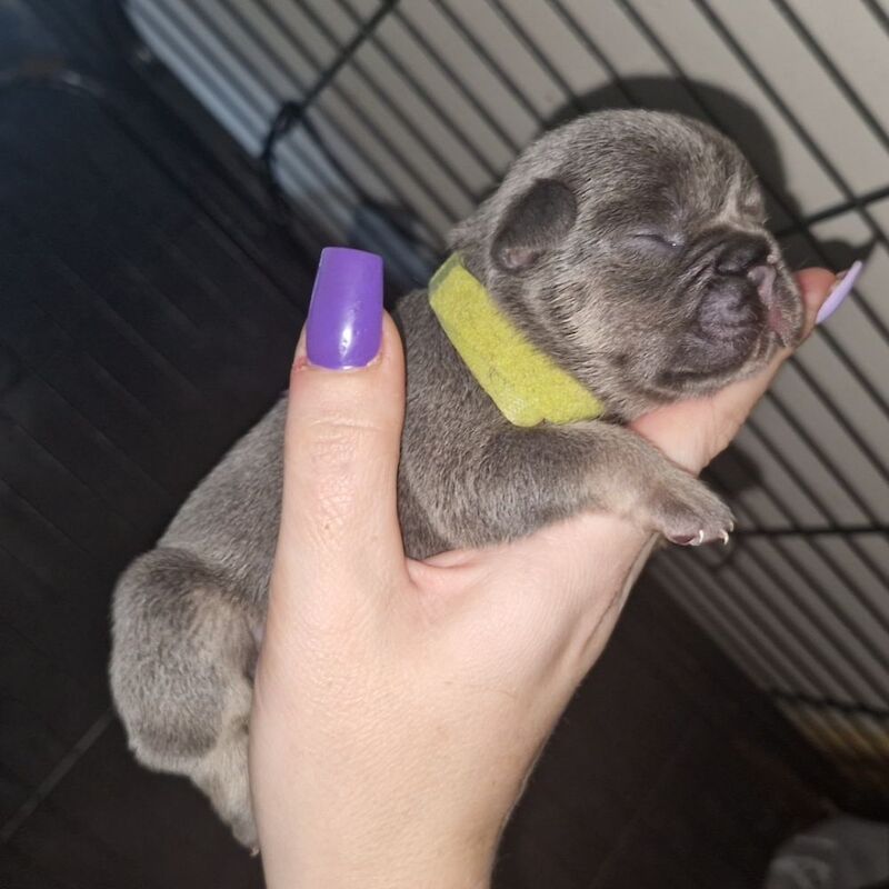 Frenchies - Image 14 of 14