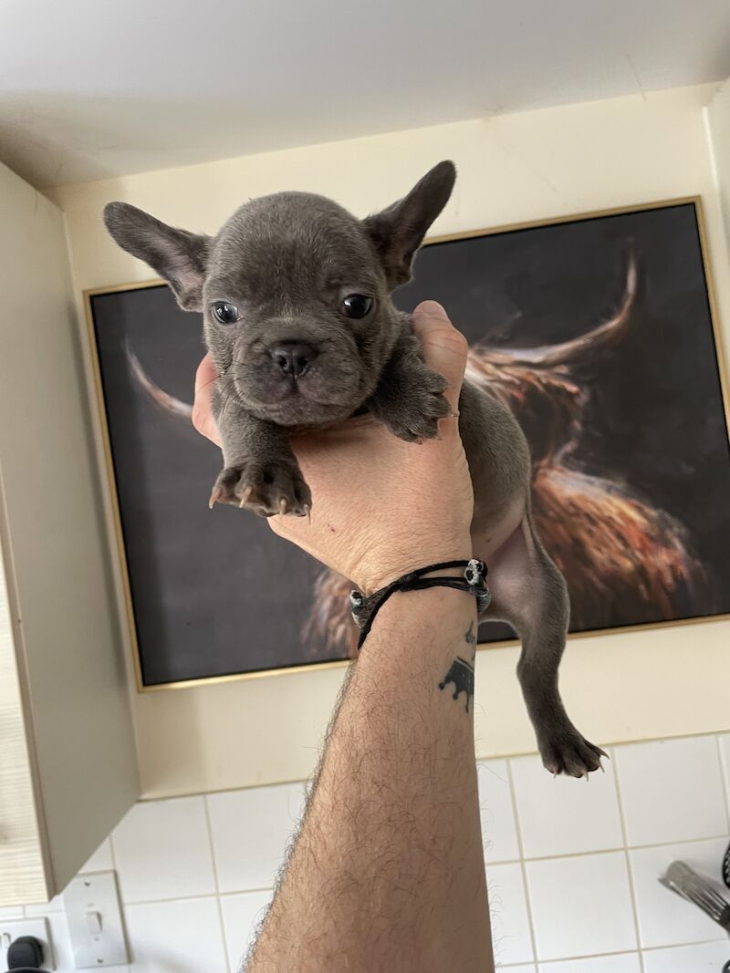 French Bulldog puppies for sale in Bury St Edmunds, Suffolk – 1 year old - Image 3 of 5