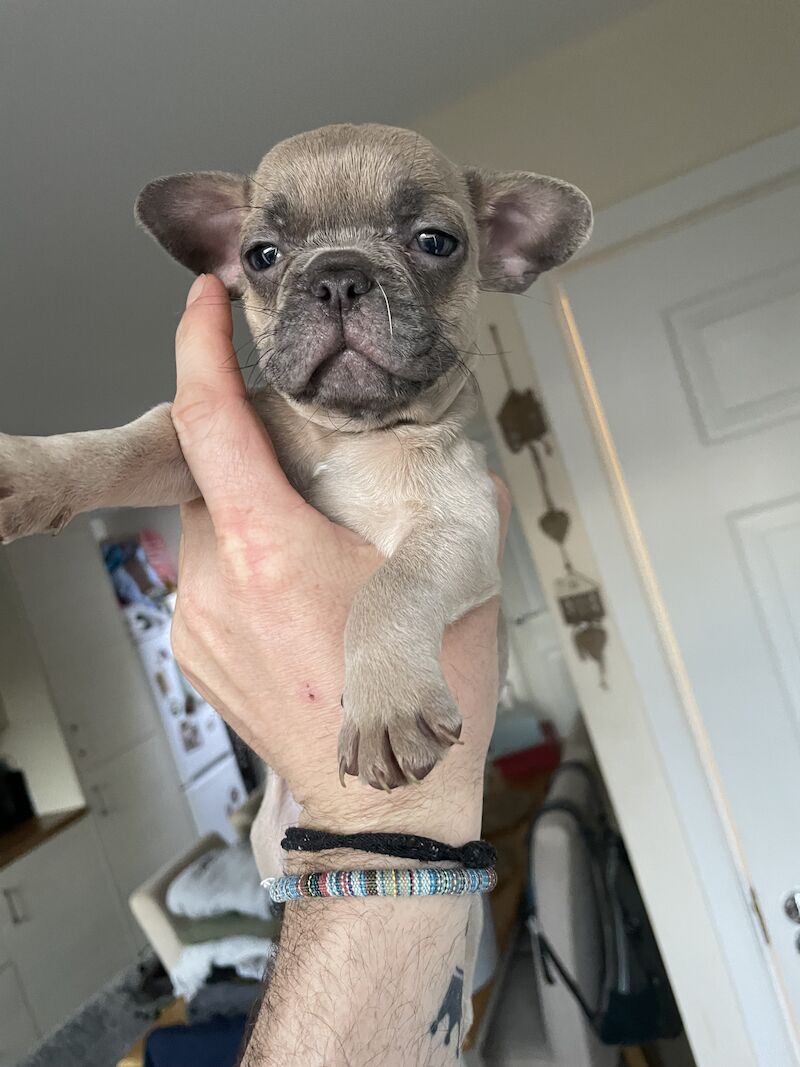French Bulldog puppies for sale in Bury St Edmunds, Suffolk – 1 year old - Image 4 of 5