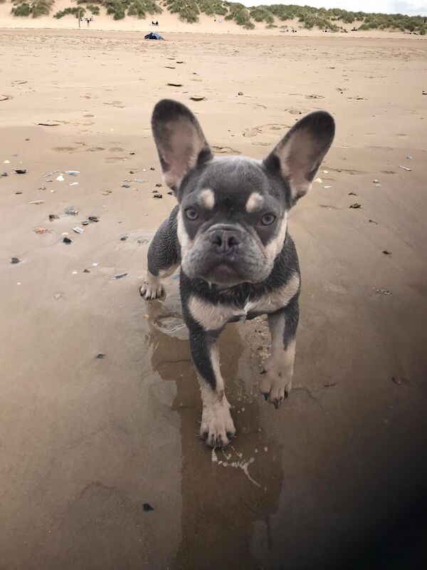 French Bulldog puppies for sale in Bury St Edmunds, Suffolk – 1 year old - Image 5 of 5