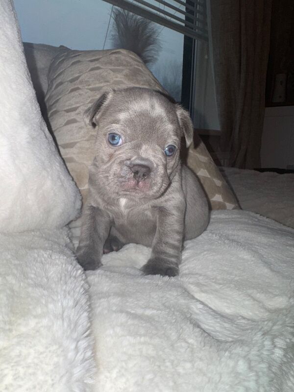 Frenchie Puppies For Sale