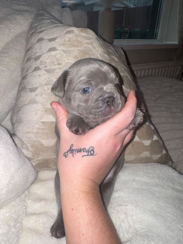 Frenchies for sale ready in 3 week - Image 2 of 15