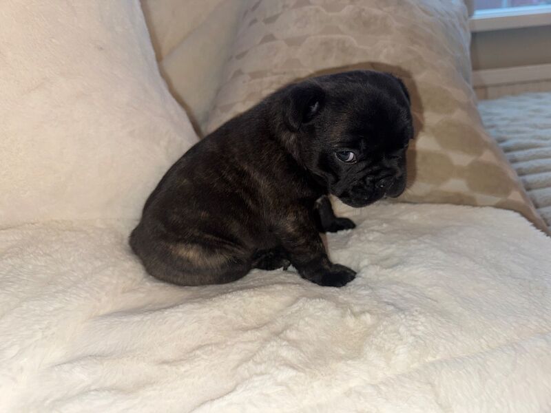 Frenchies for sale ready in 3 week - Image 3 of 15