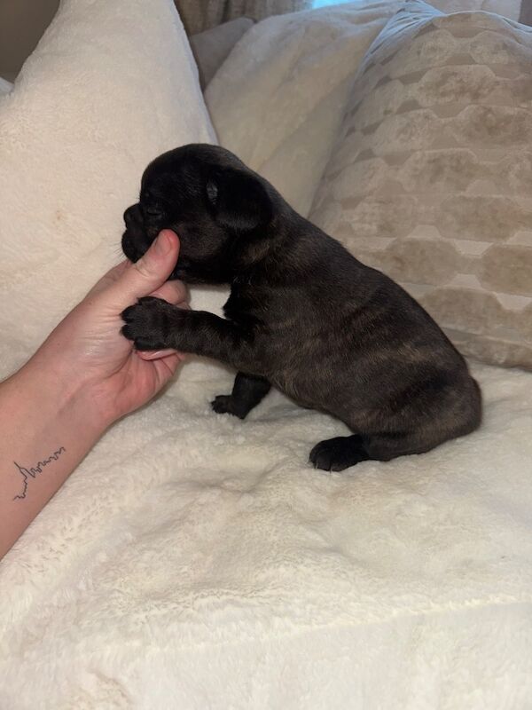 Frenchies for sale ready in 3 week - Image 4 of 15