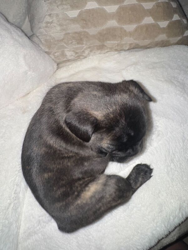 Frenchies for sale ready in 3 week - Image 5 of 15